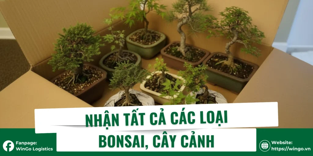 Nhận tất cả các loại Cây cảnh, Bonsai
